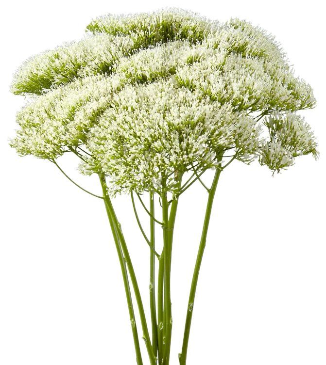 Trachelium White 60/70cm