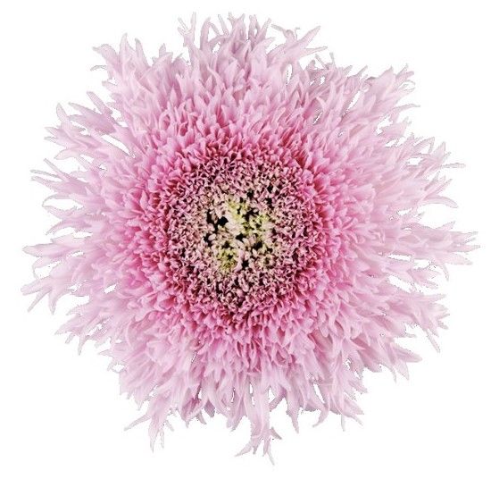 Chrys Single Etrusco Pink 70cm