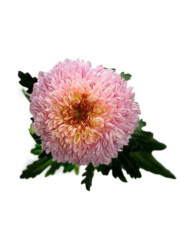 Chrys Ping Pong Pink 70cm