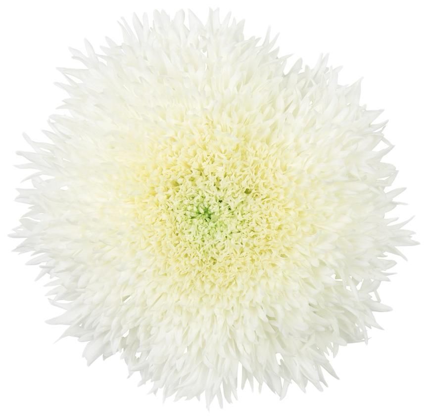 Chrys Single Etrusco White 70cm