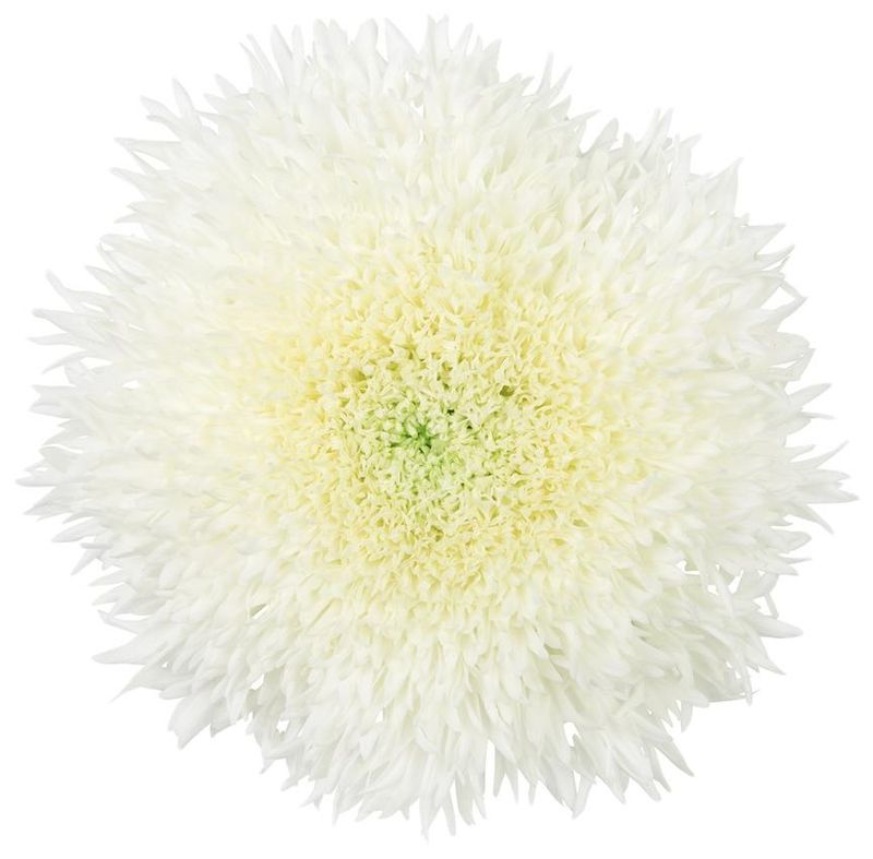 Chrys Single Etrusco White 70cm