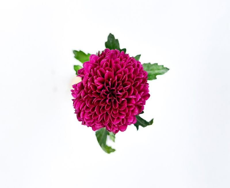 Chrys Ping Pong Purple 70cm