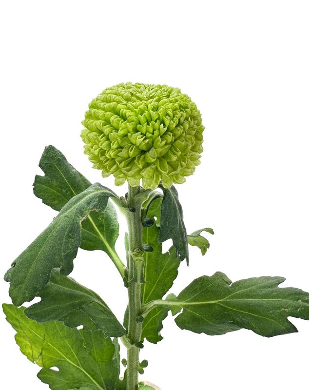 Chrys Ping Pong Green 70cm