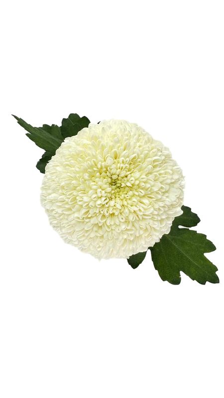 Chrys Ping Pong White 70cm