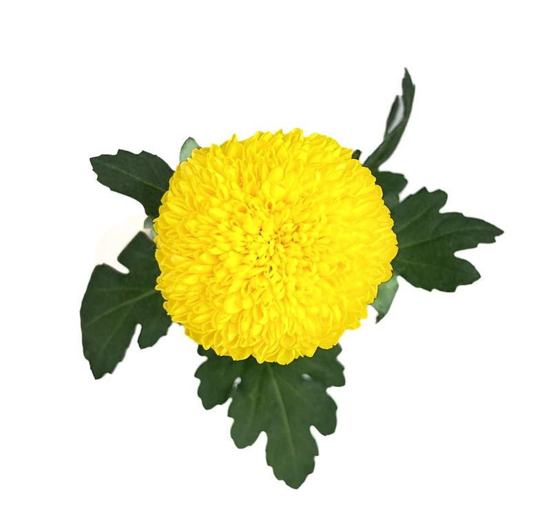 Chrys Ping Pong Yellow 70cm