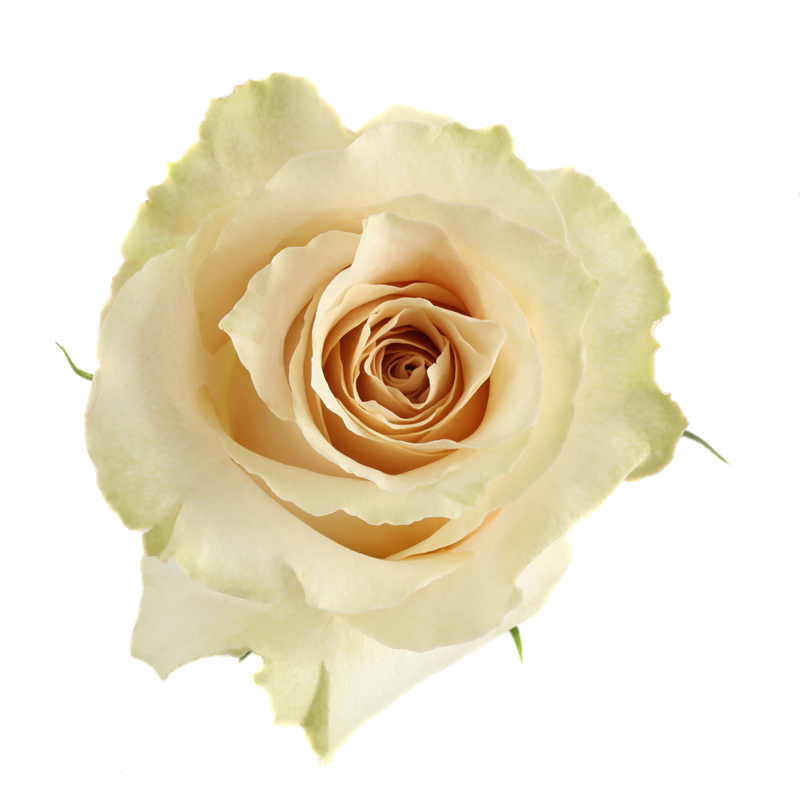Rose Quicksand 50cm