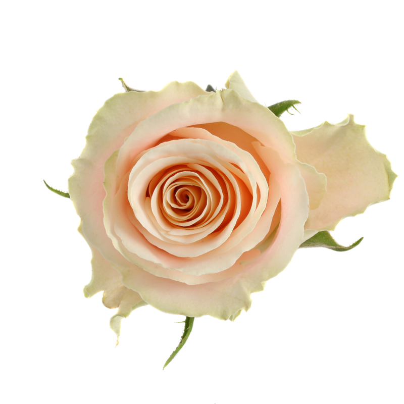 Rose Charmant 50cm