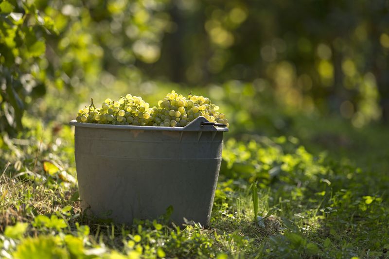 French Wine/ Vins Français