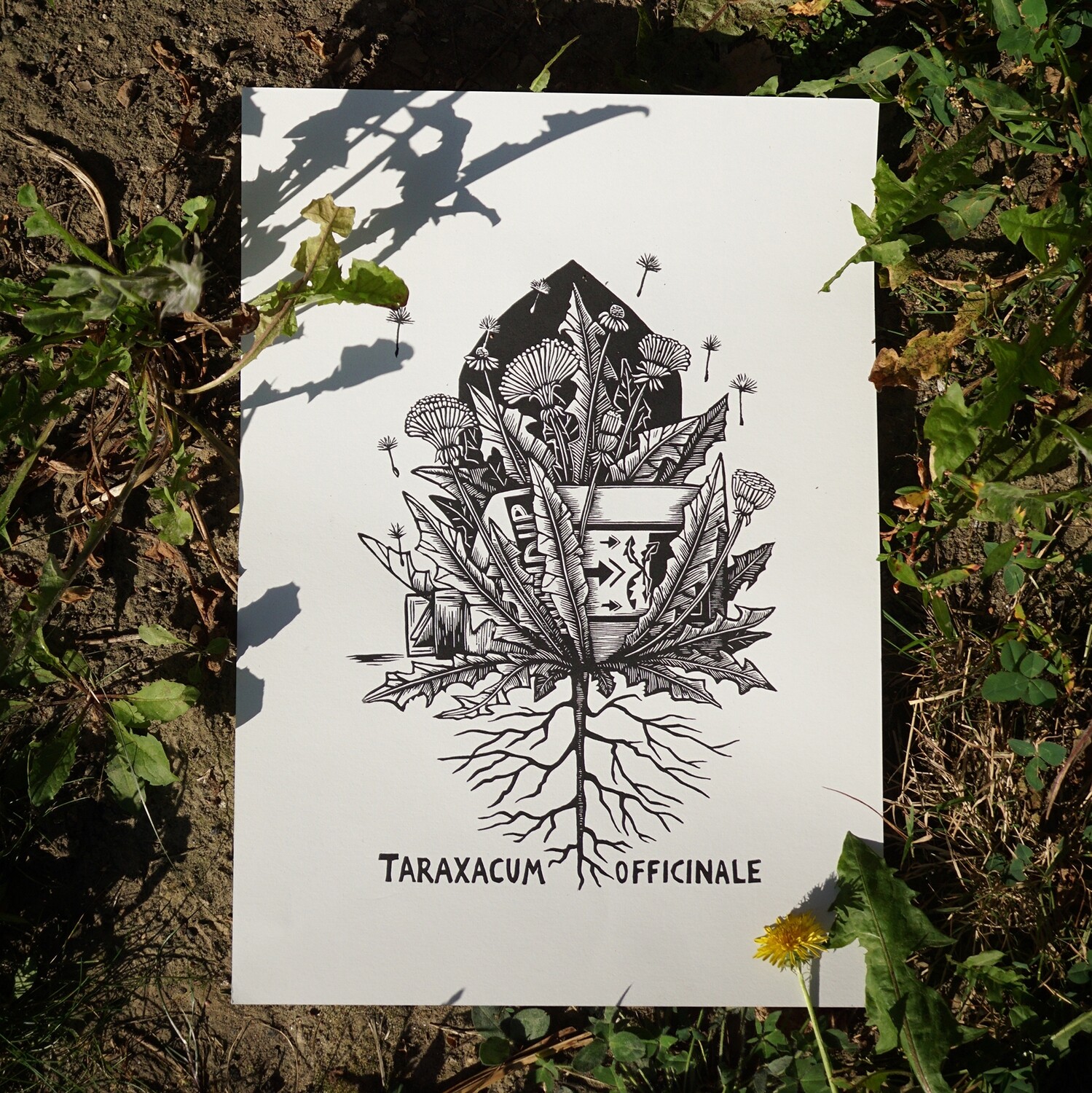 Taraxacum  Officianale / Dandelion