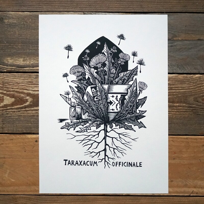 Taraxacum  Officianale / Dandelion