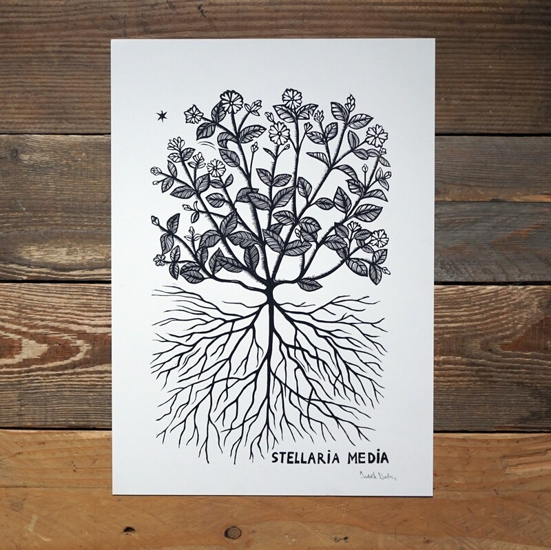 Stellaria Media / Birdsfoot