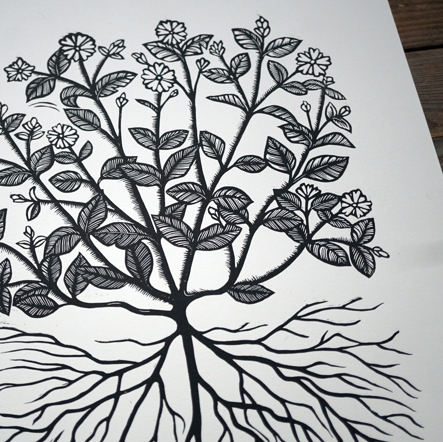 Stellaria Media / Birdsfoot