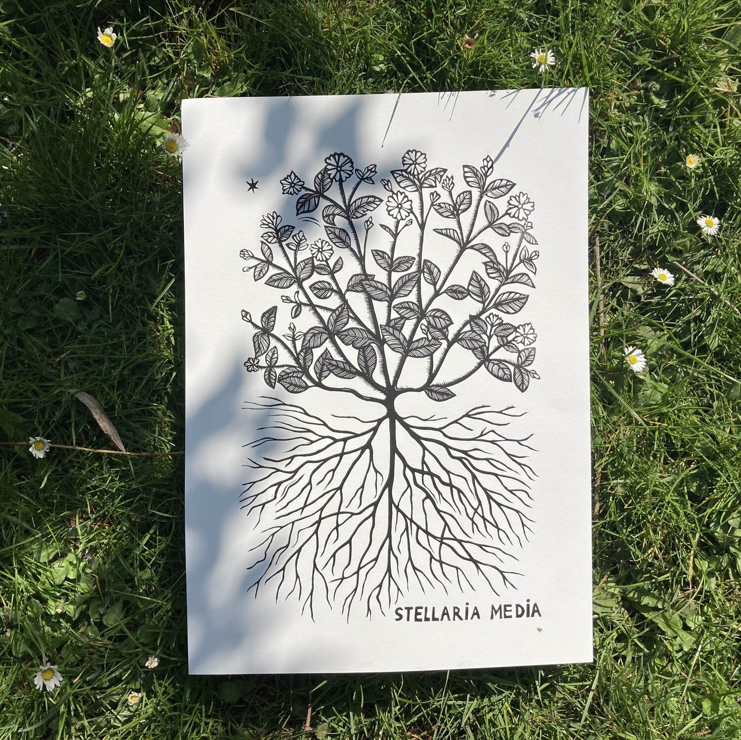 Stellaria Media / Birdsfoot