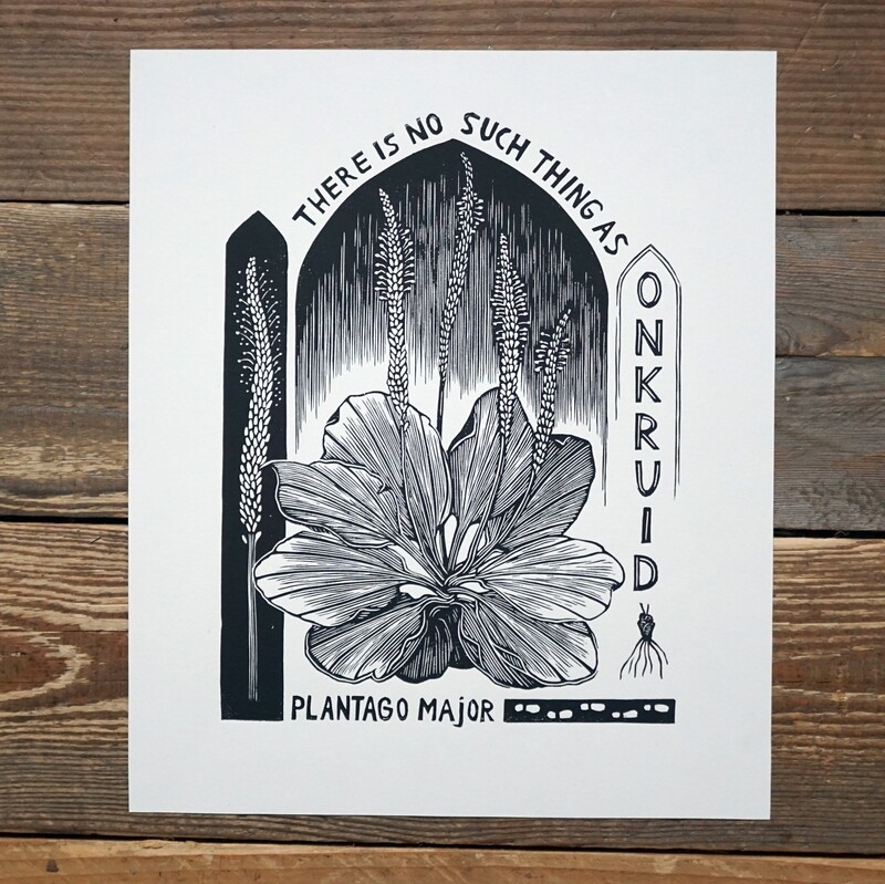 Plantego Major / Soft Pink