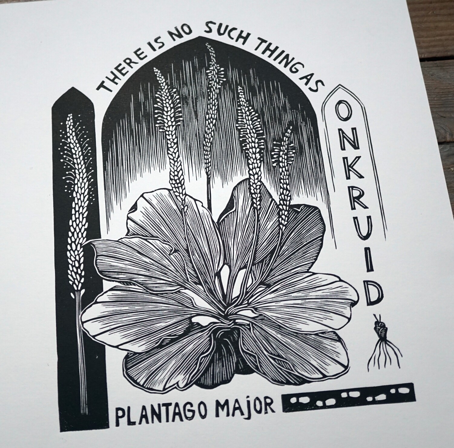 Plantego Major / Soft Pink