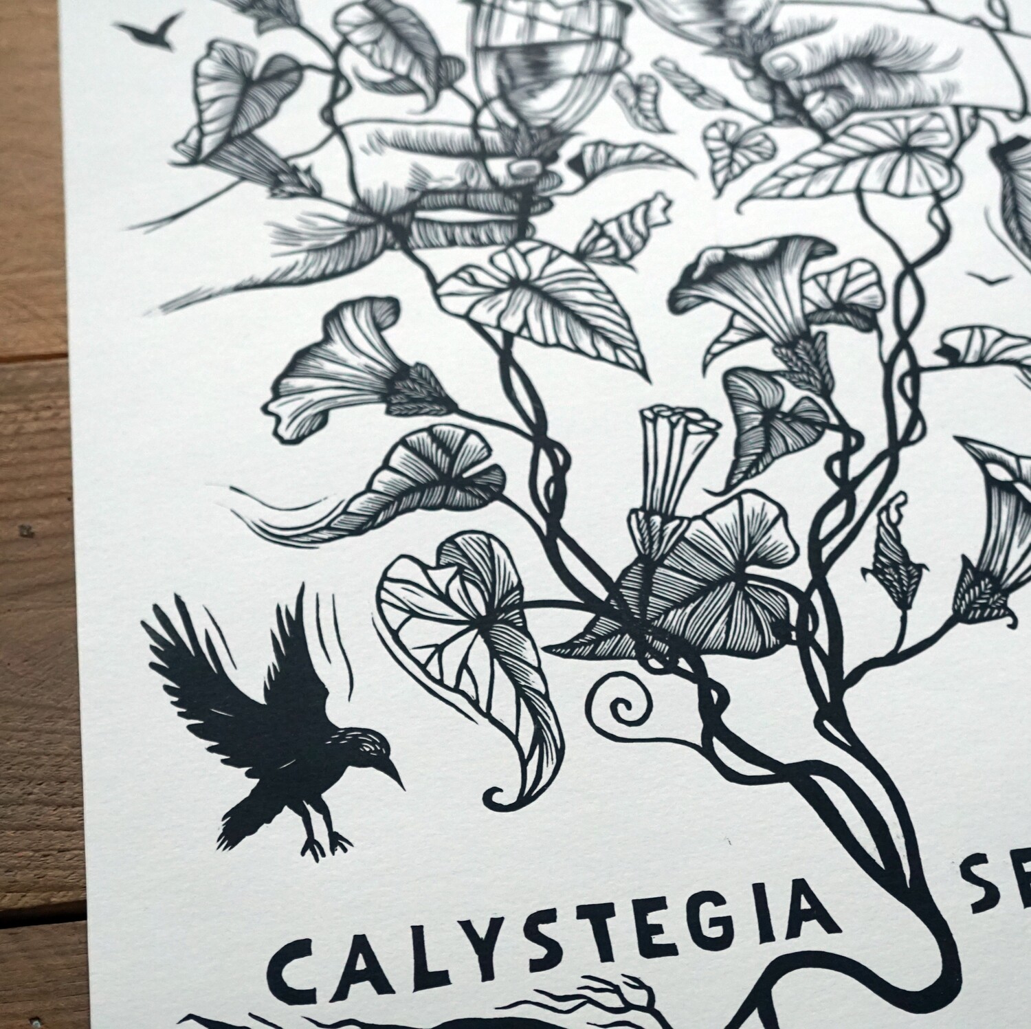 Calystegia Sepium/ Haagwinde