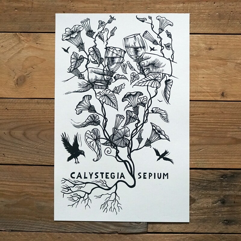 Calystegia Sepium/ Haagwinde