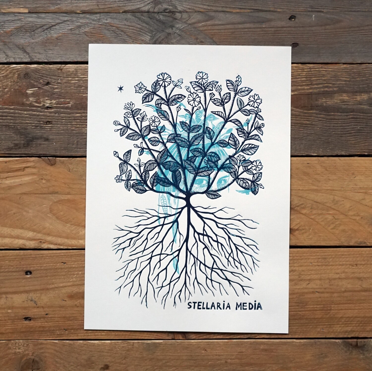 Stellaria Media / Vogelmuur / blue