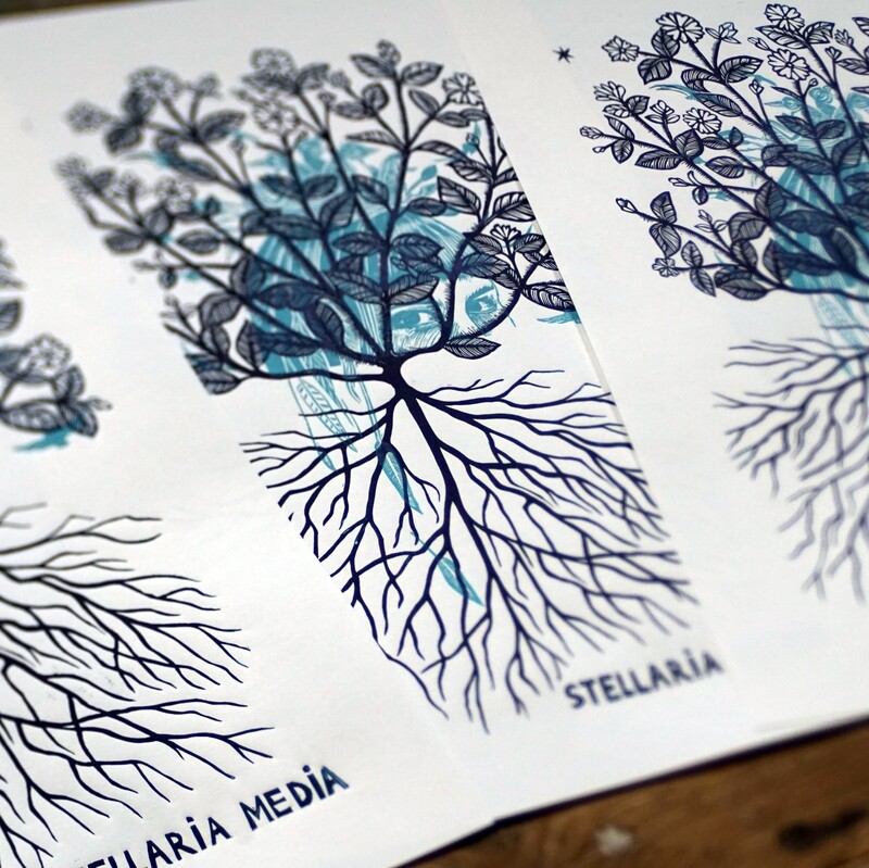 Stellaria Media / Vogelmuur / blue