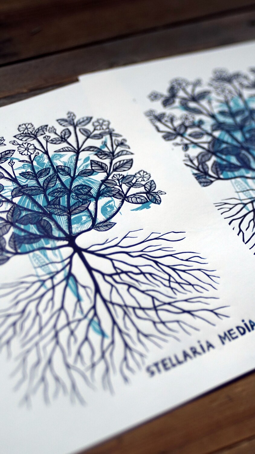 Stellaria Media / Vogelmuur / blue