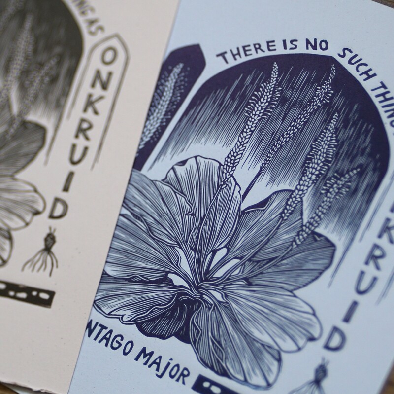 Plantego Major / Blue