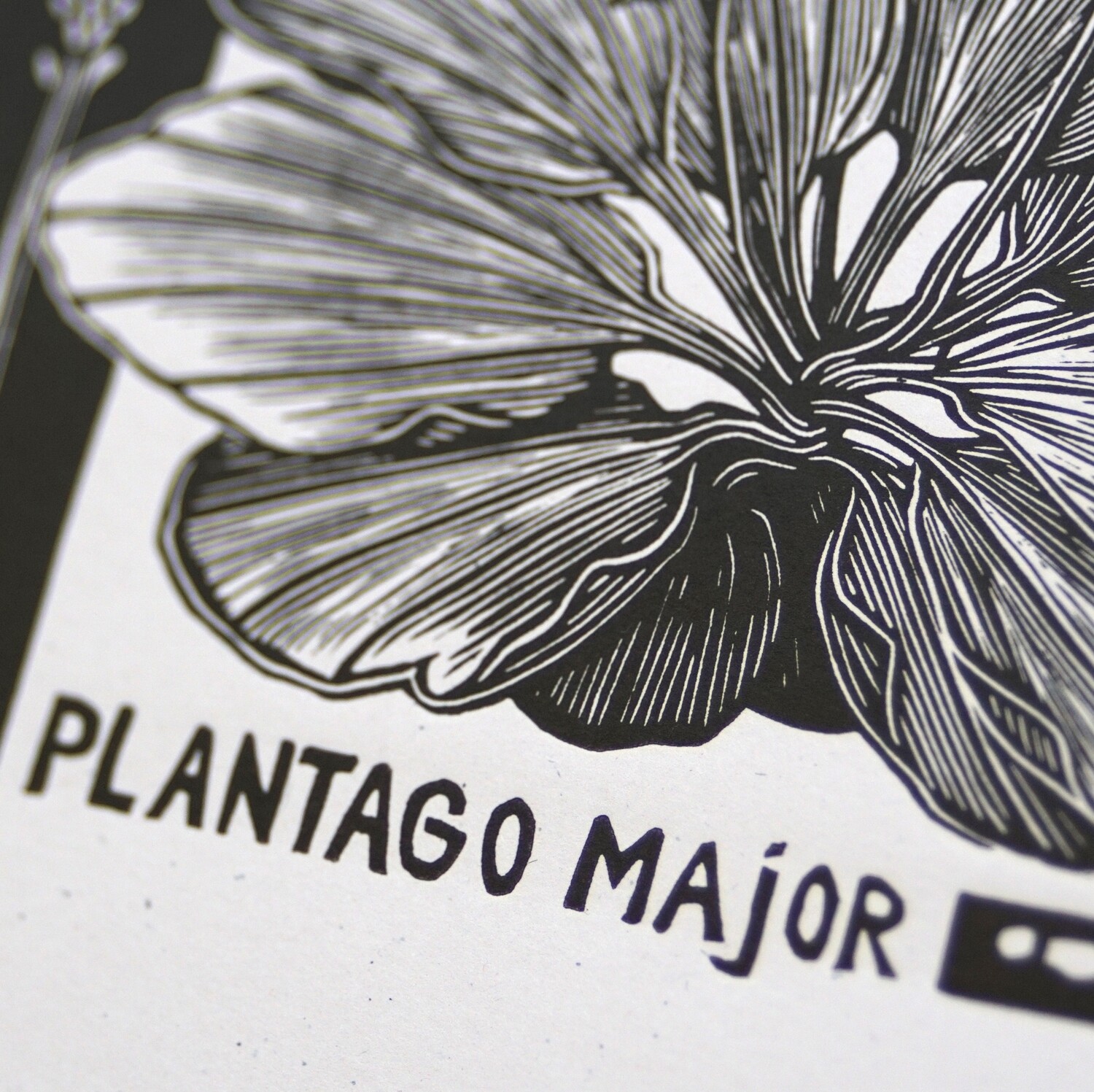 Plantego Major / Soft Pink