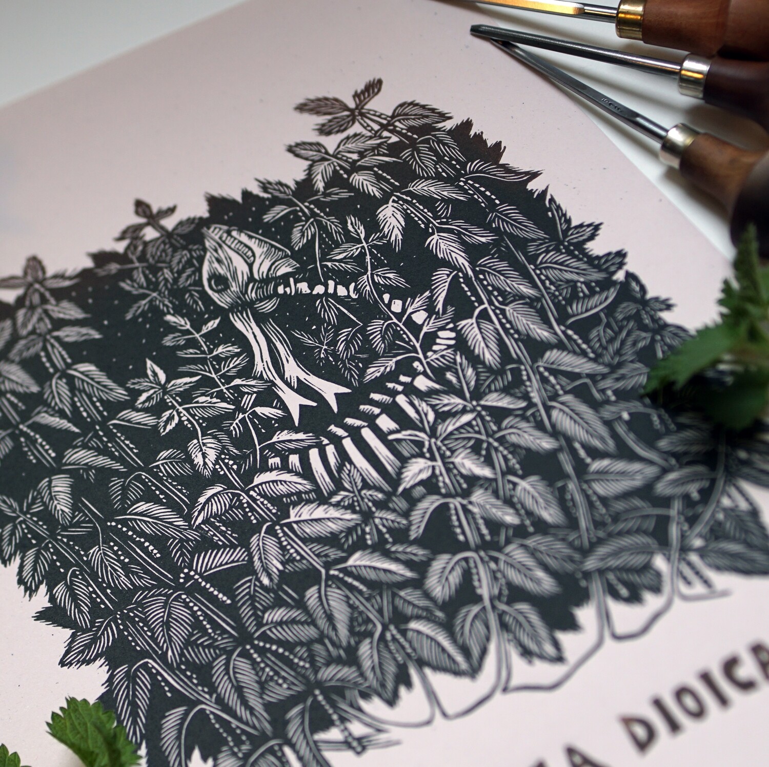 Urtica dioica / Nettle