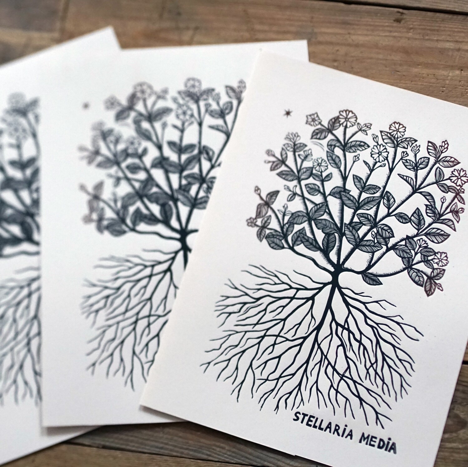 Stellaria Media / Birdsfoot