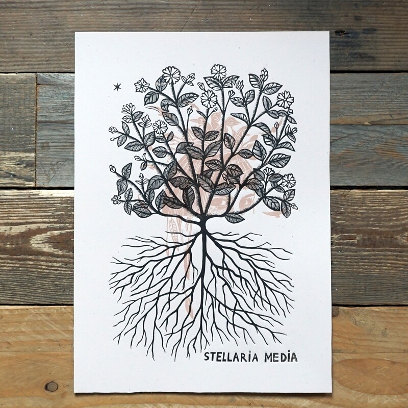 Stellaria Media /Vogelmuur/  brown