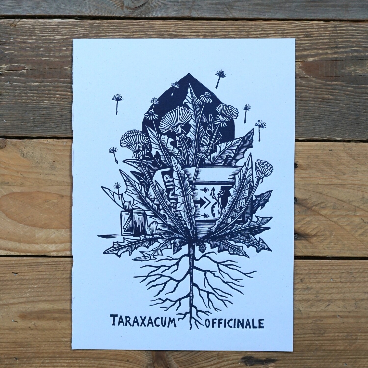 Taraxacum  Officianale /Dandelion / Blue