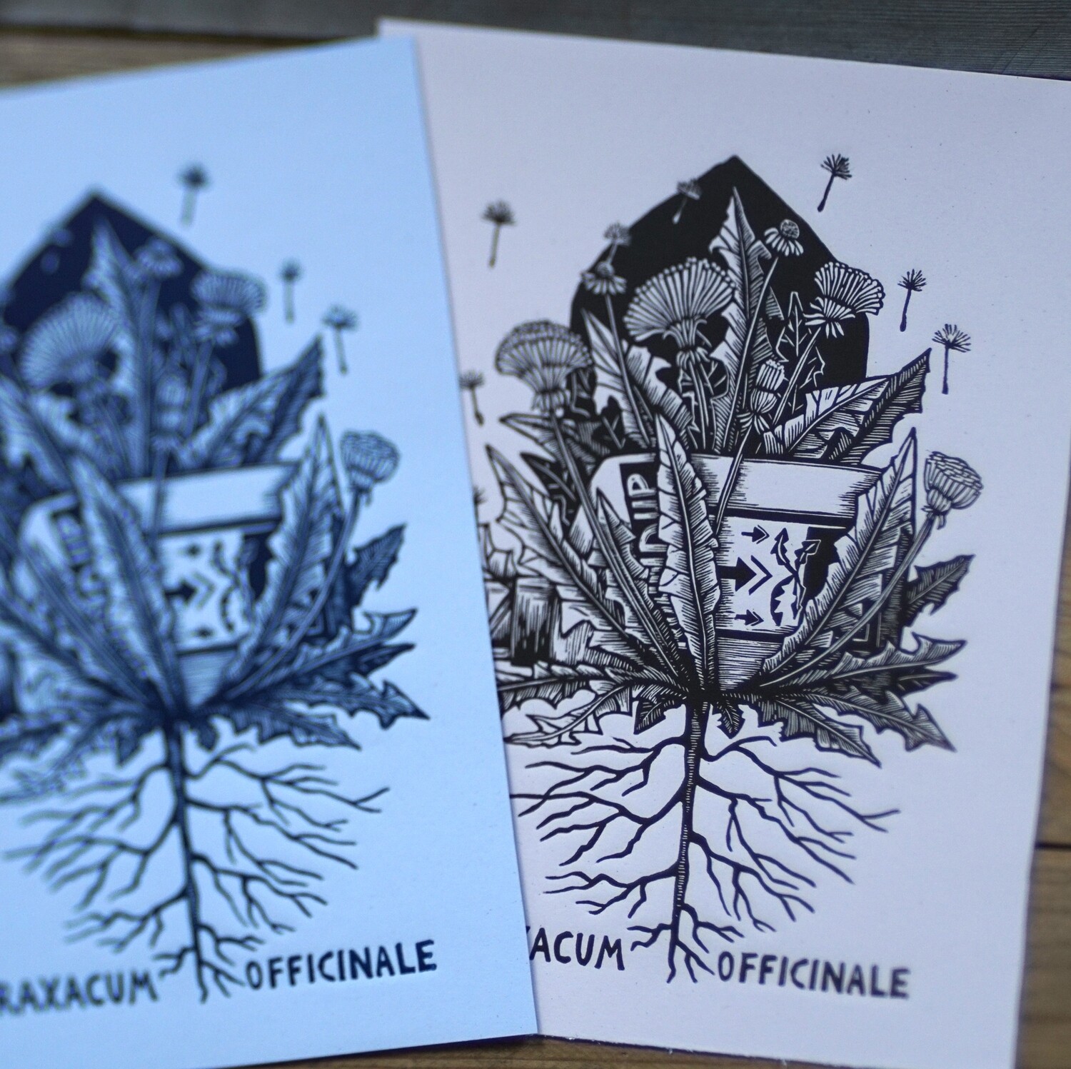 Taraxacum  Officianale /Dandelion/ pink