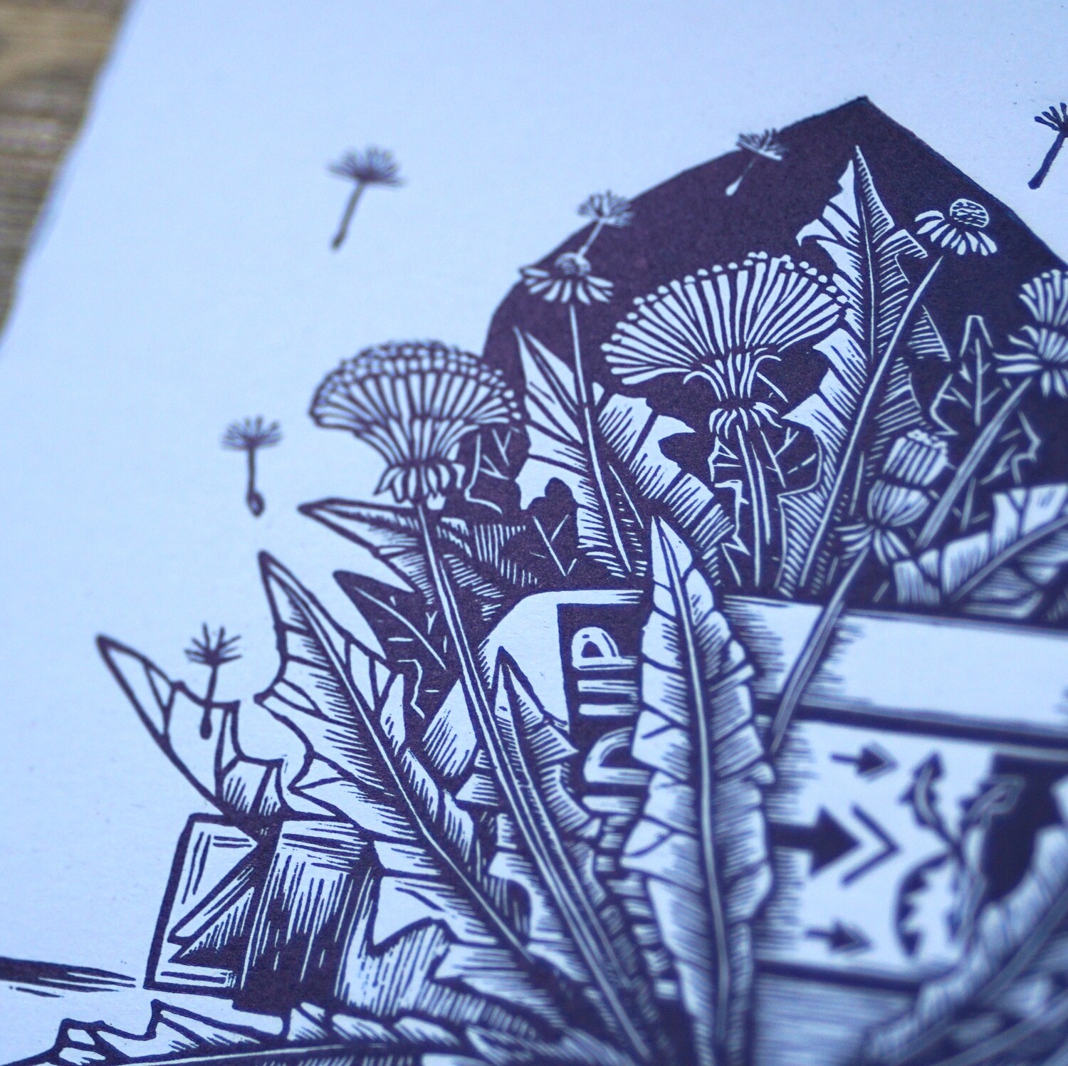 Taraxacum  Officianale /Dandelion / Blue