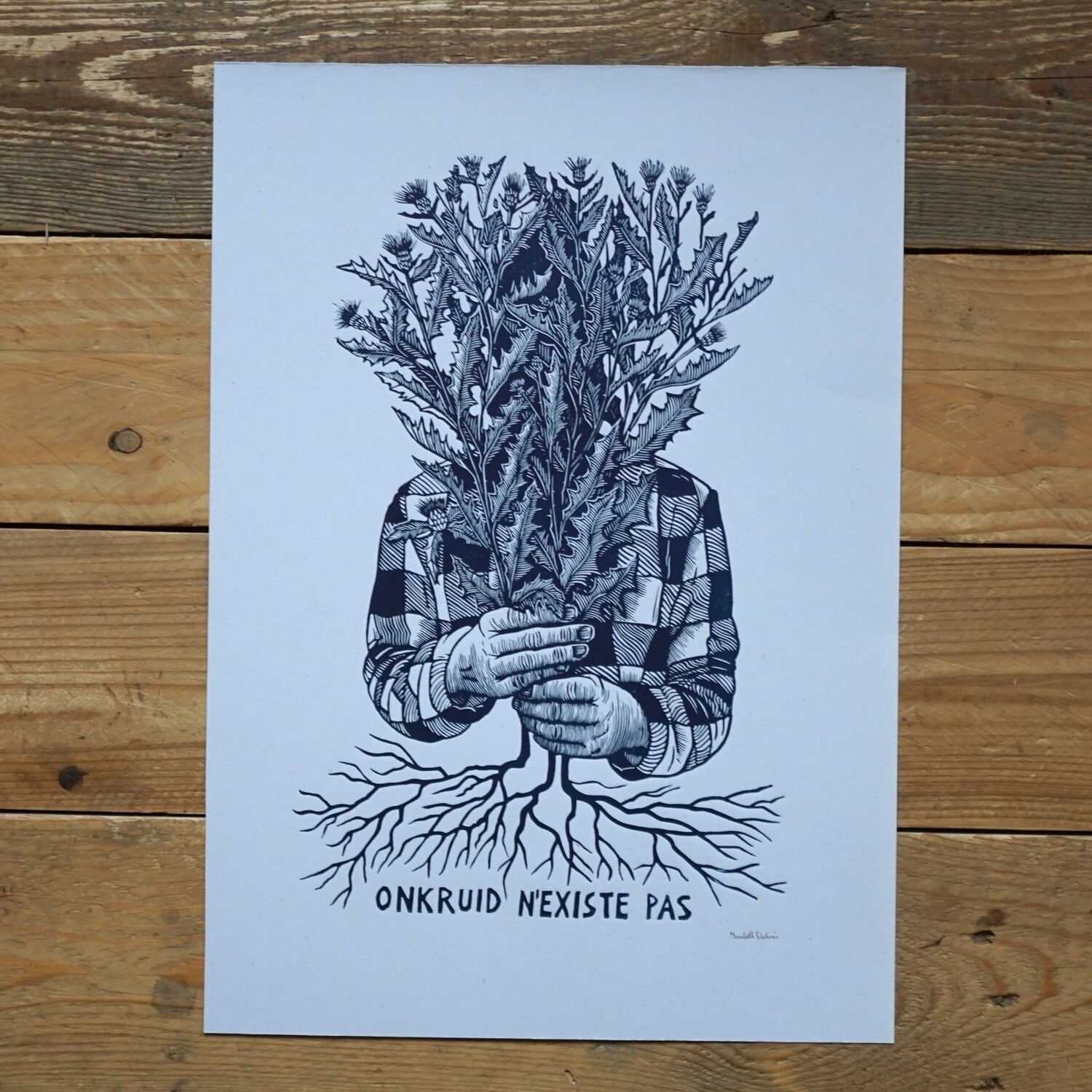 Cirisium Arvense / Thistle