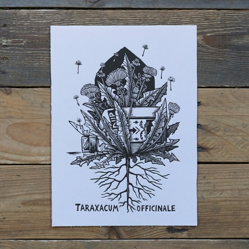 Taraxacum  Officianale /Dandelion/ pink