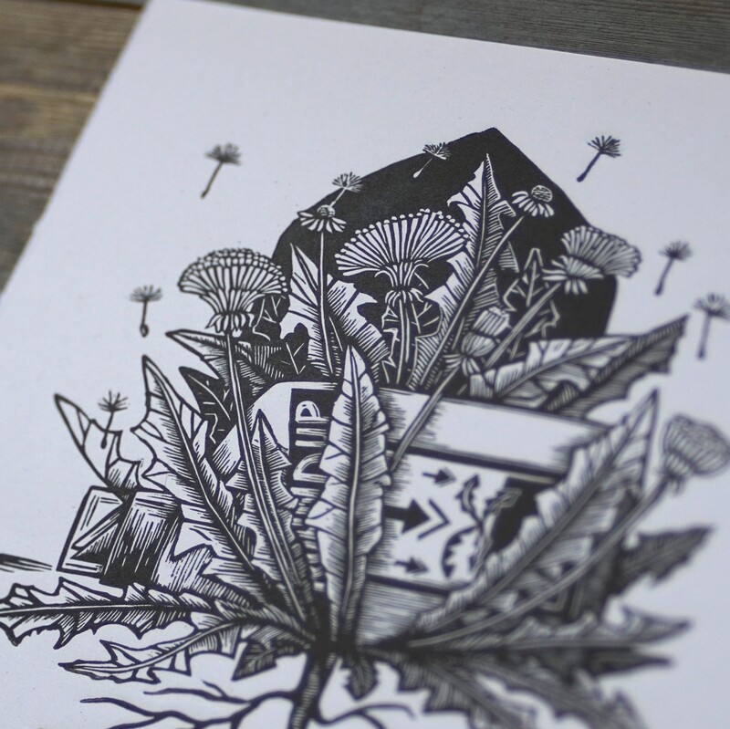 Taraxacum  Officianale /Dandelion/ pink