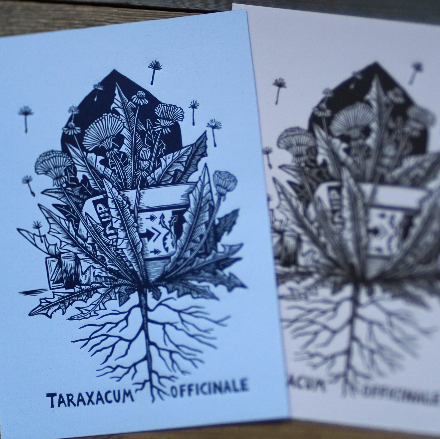 Taraxacum  Officianale /Dandelion / Blue