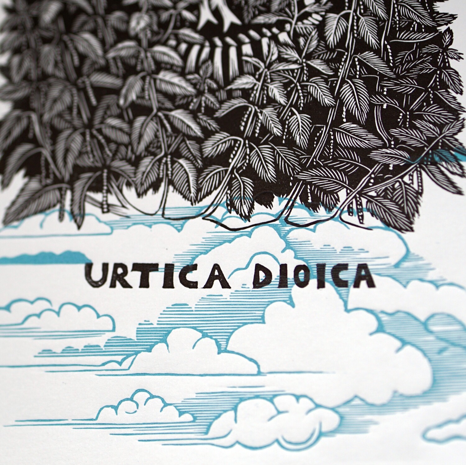 Urtica dioica / Nettle / Blue clouds