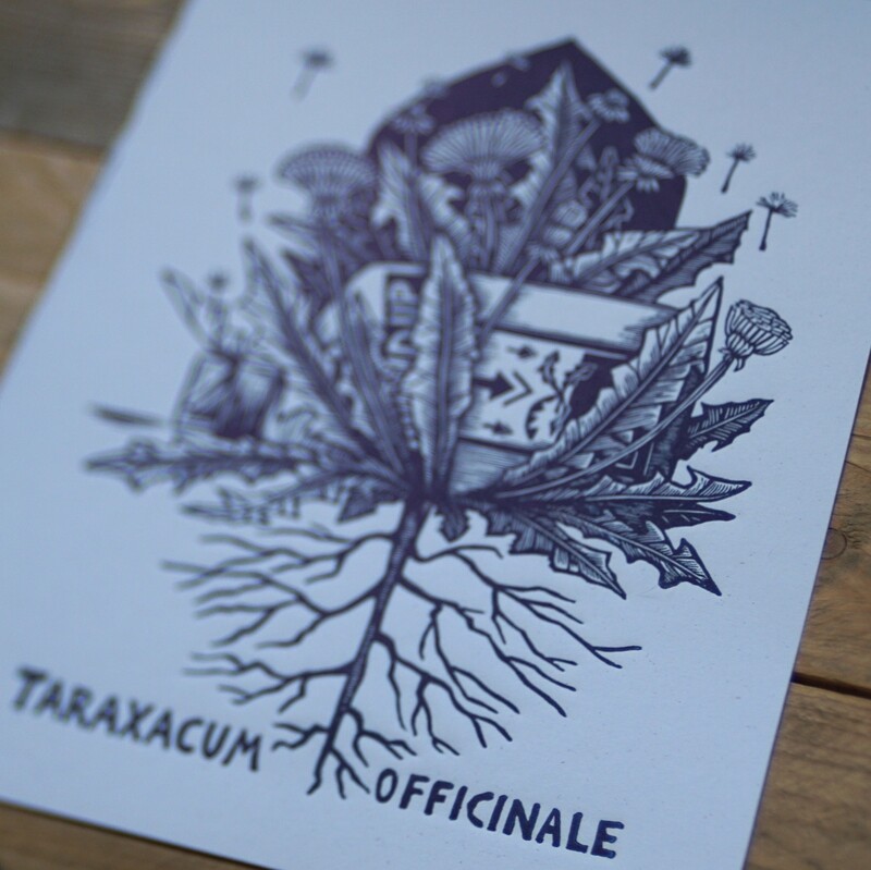 Taraxacum  Officianale /Dandelion / Blue
