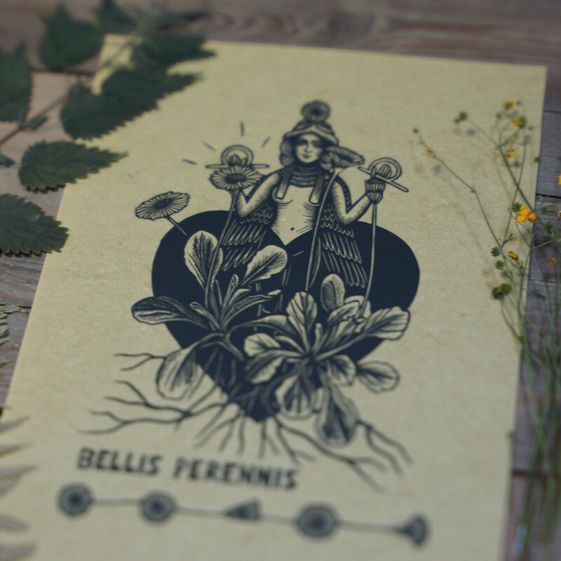 Bellis perennis / Daisy