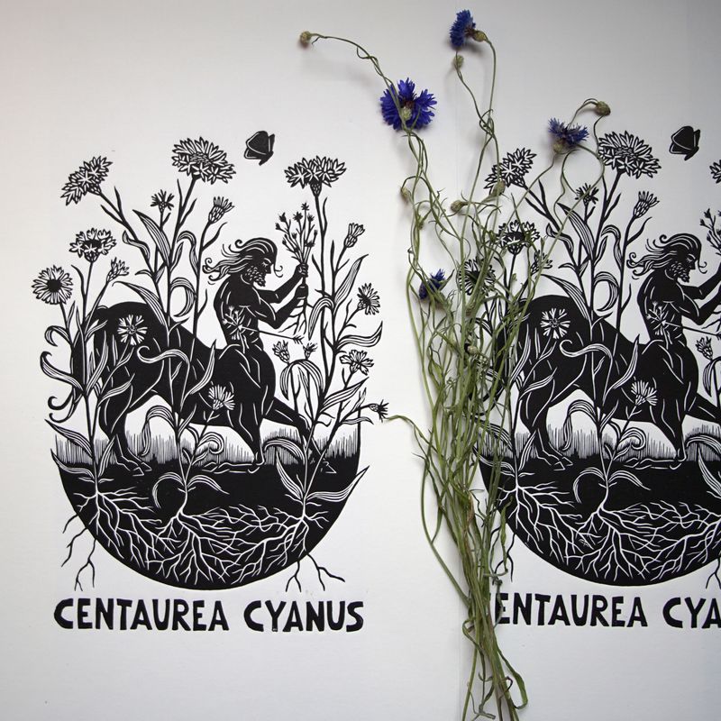 Centaurea cyanus