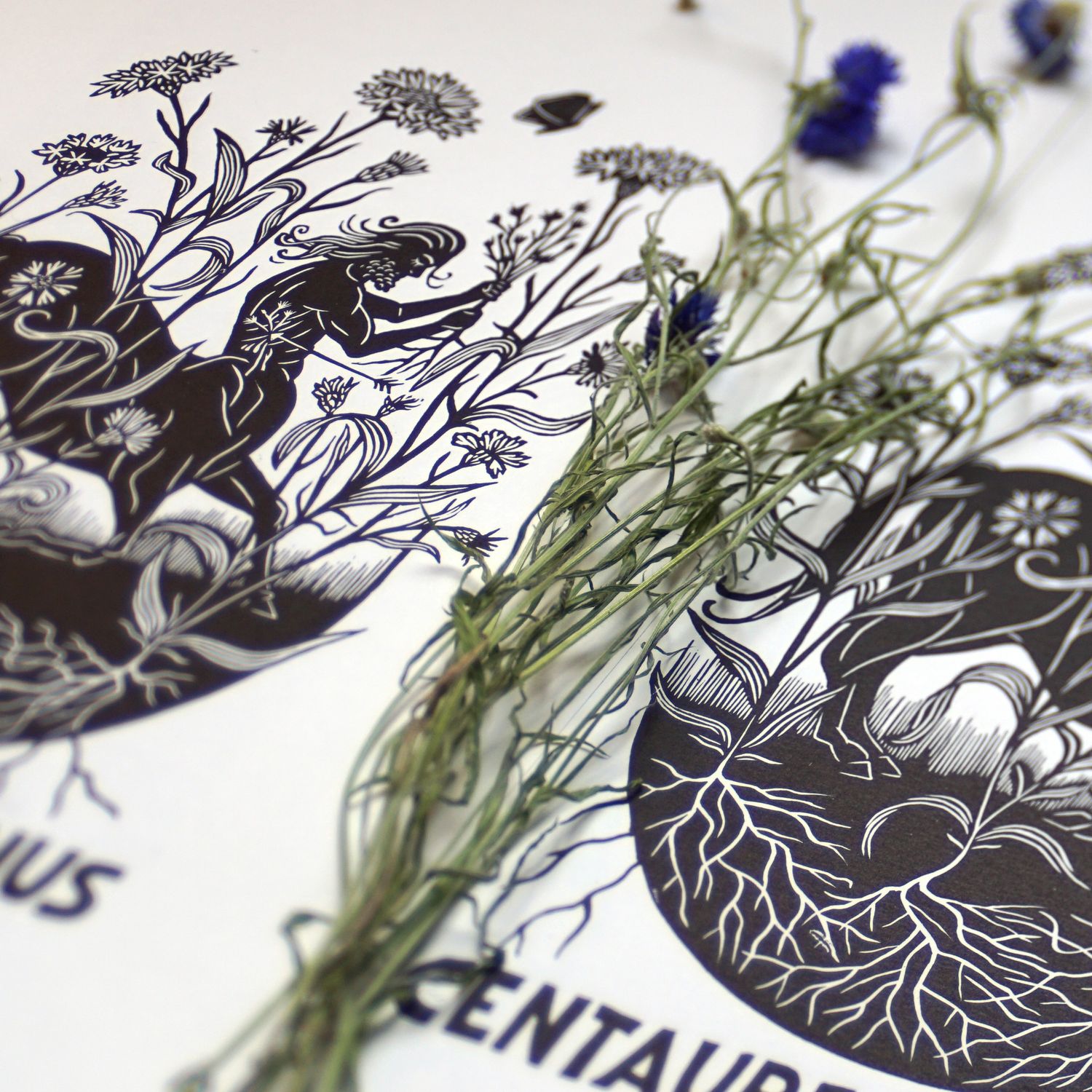 Centaurea cyanus