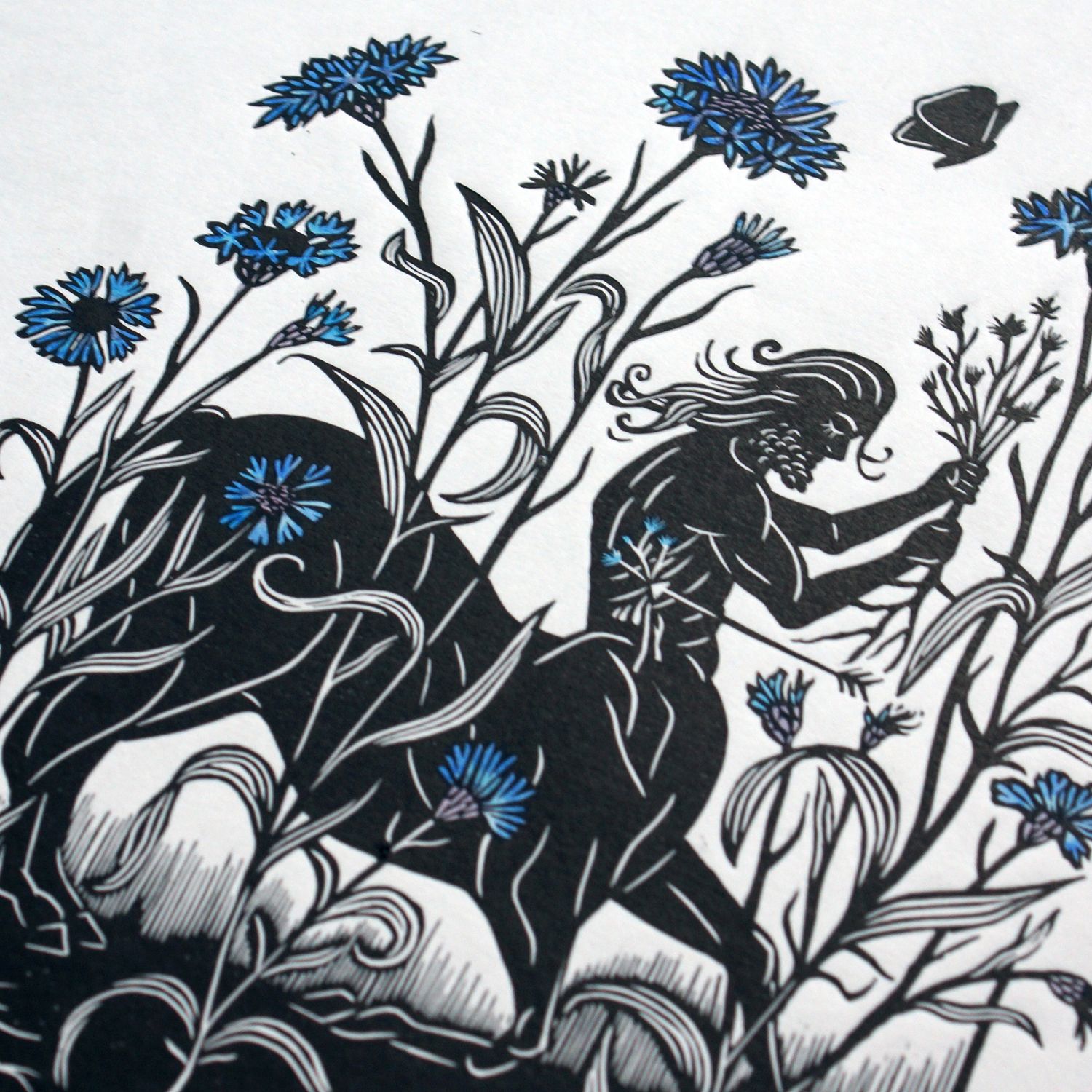Centaurea cyanus