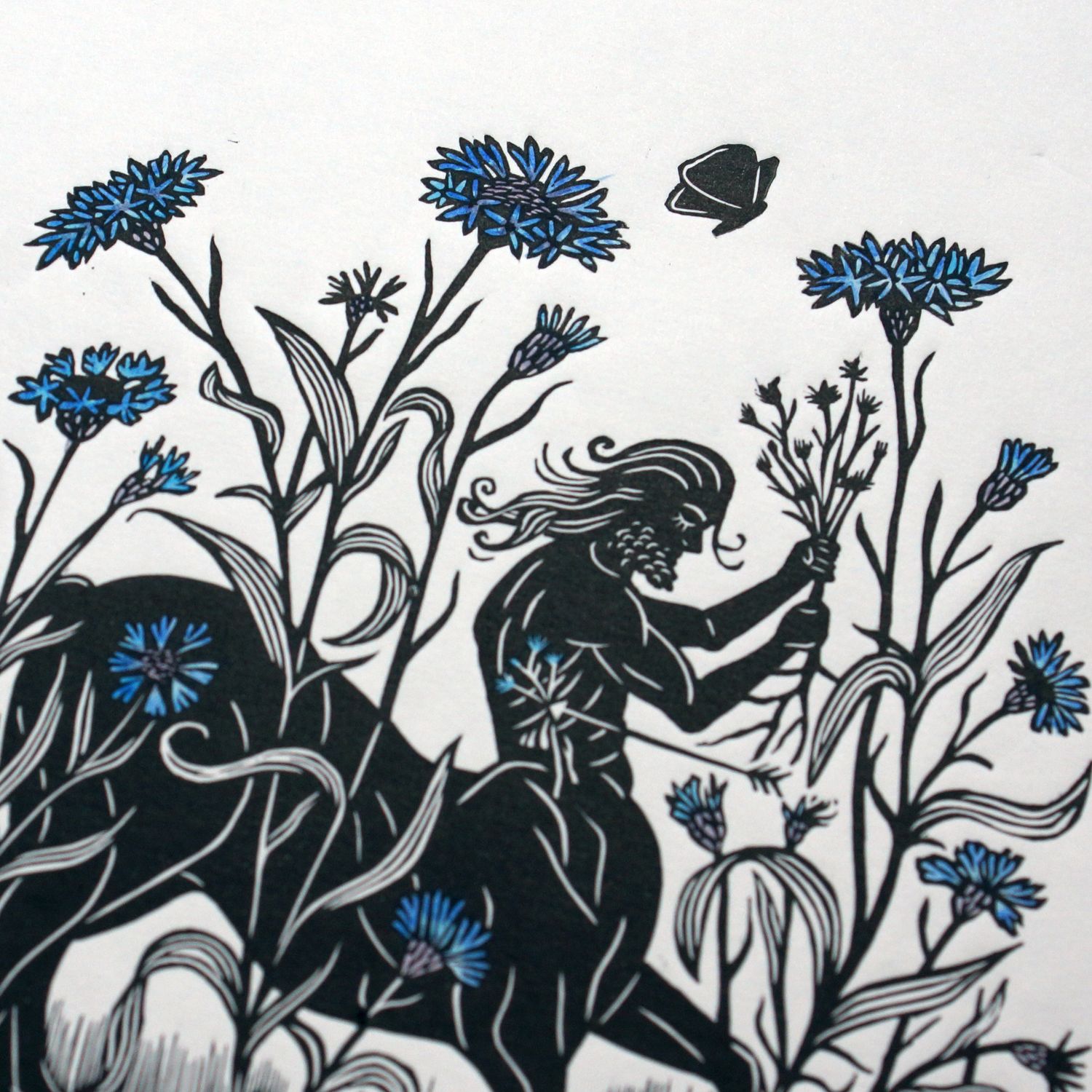 Centaurea cyanus