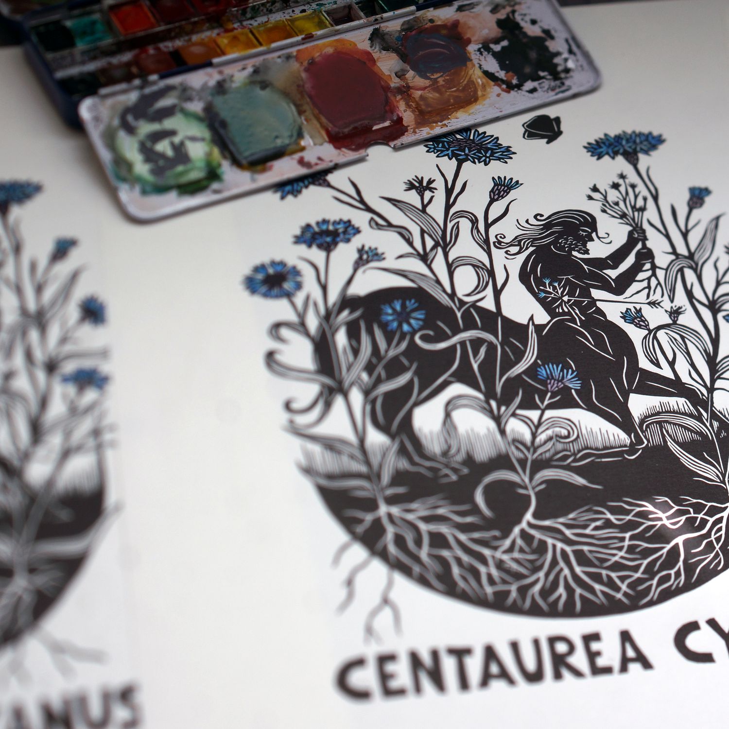Centaurea cyanus