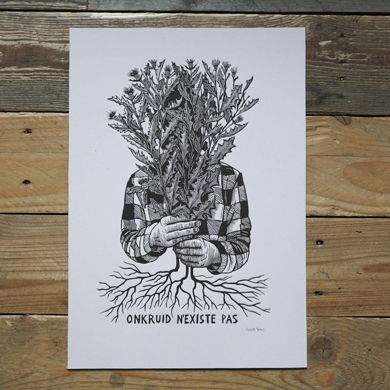 Cirisium Arvense / Thistle