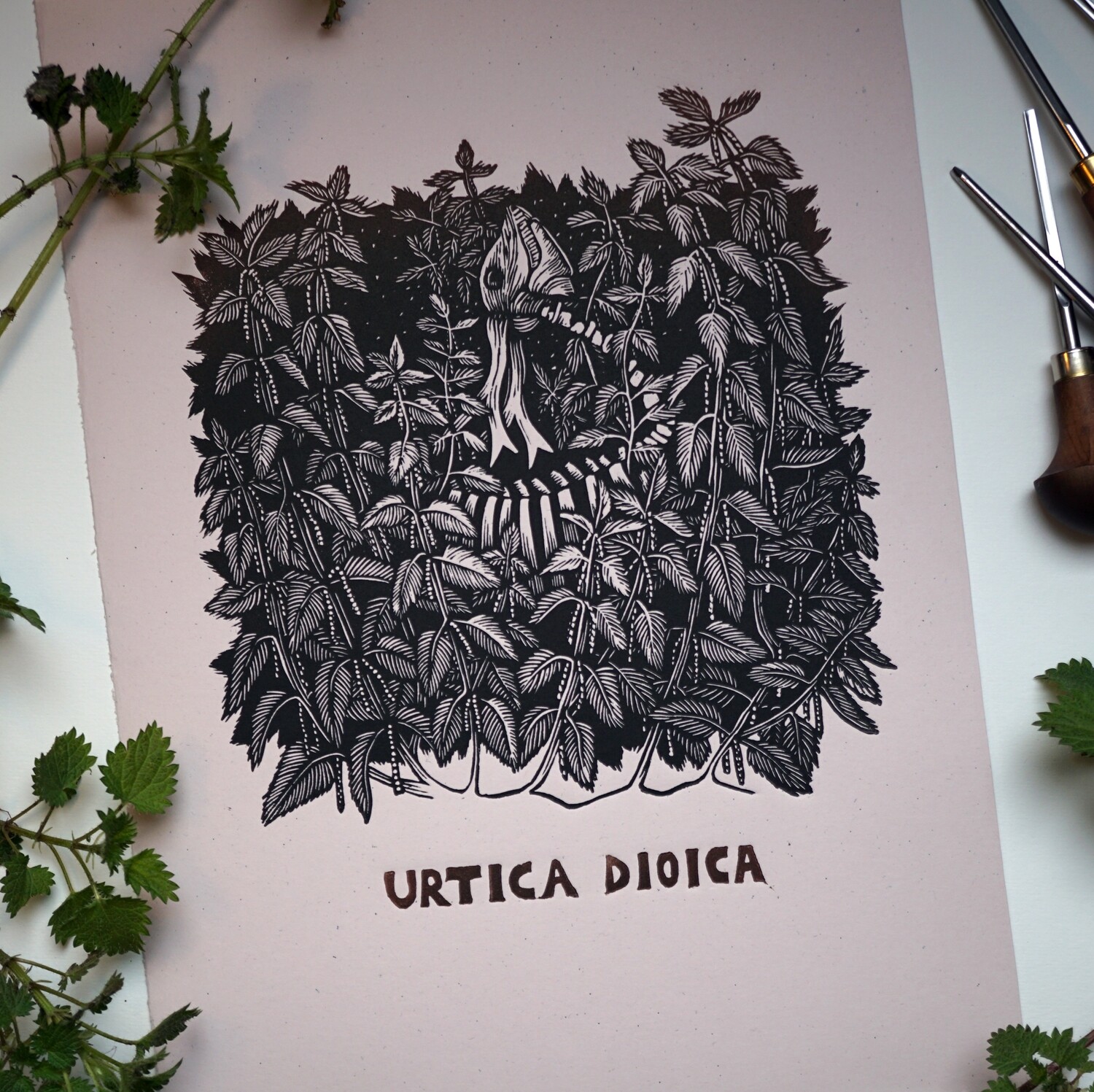 Urtica dioica / Nettle Urtica dioica / Nettle