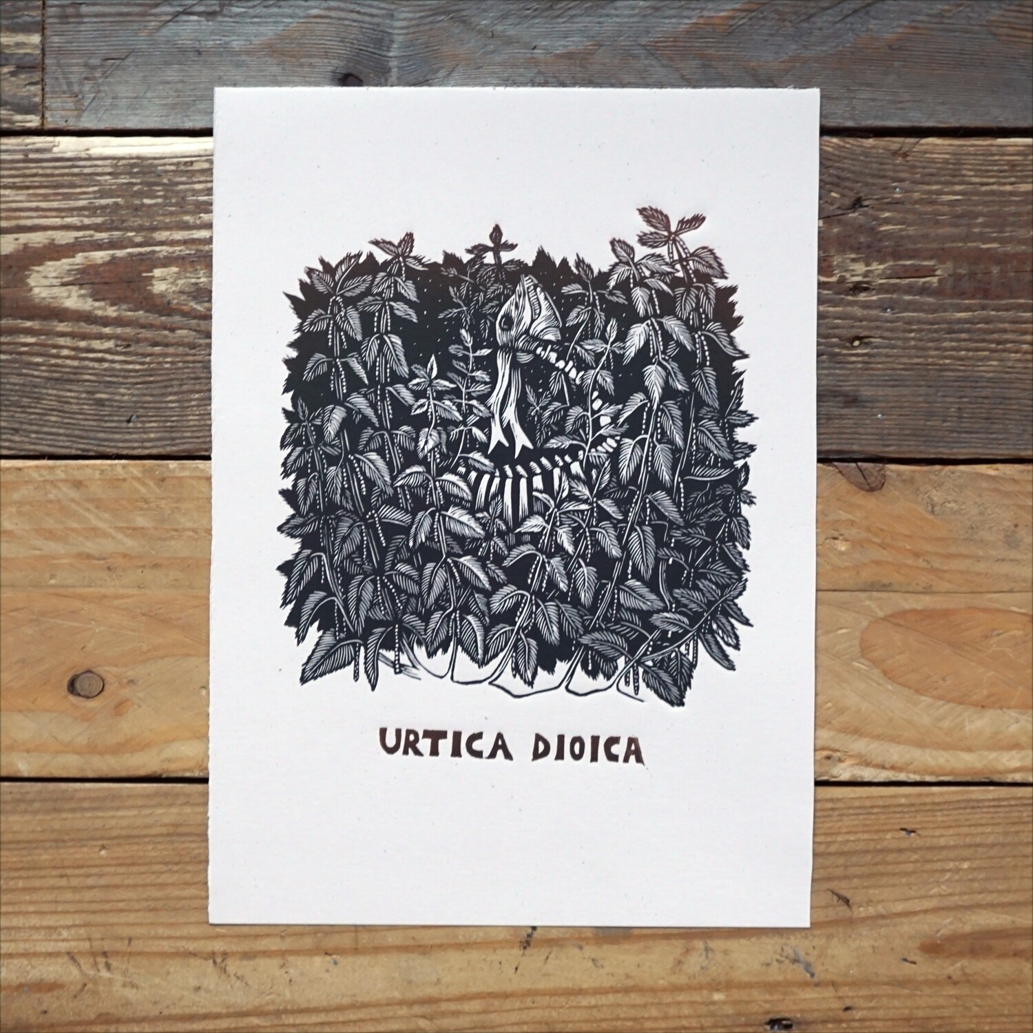 Urtica dioica / Nettle Urtica dioica / Nettle