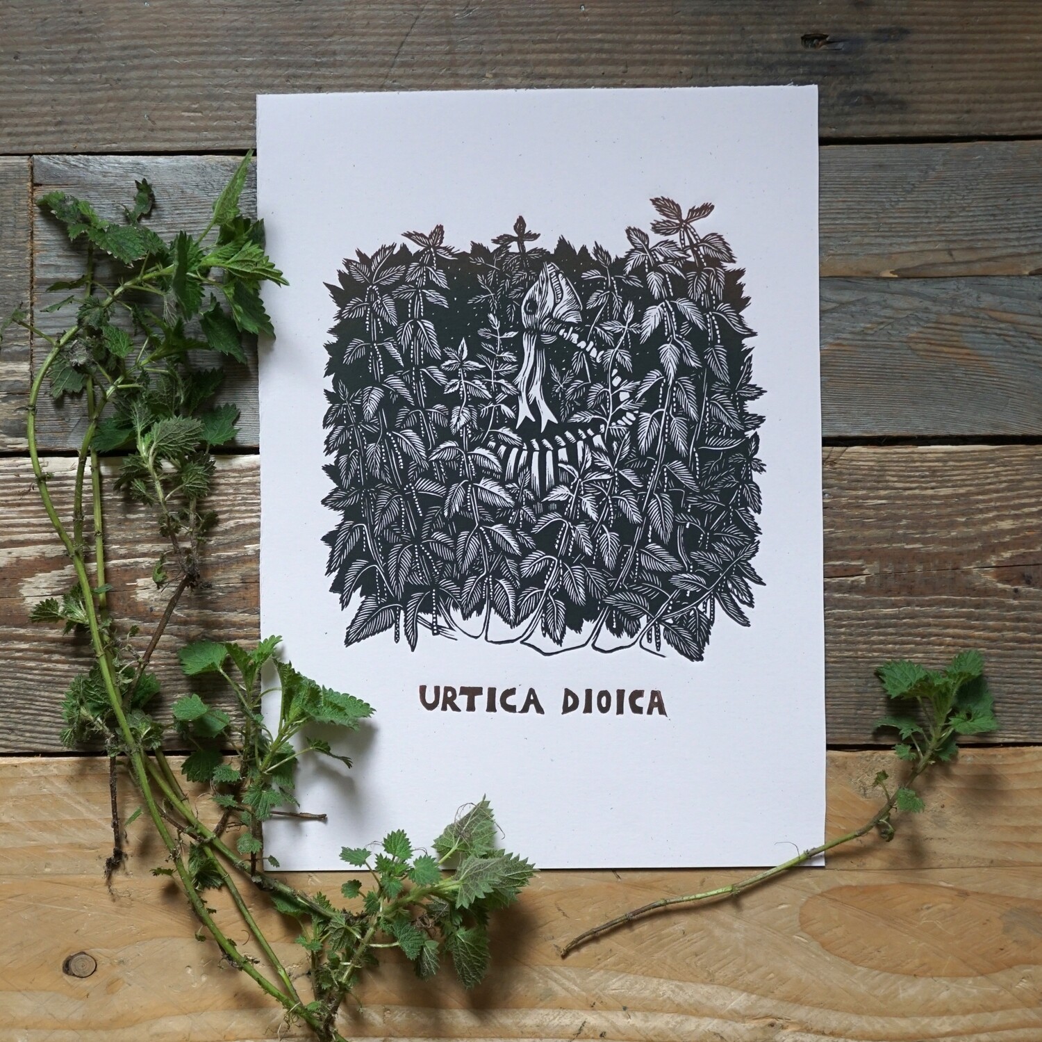 Urtica dioica / Nettle Urtica dioica / Nettle