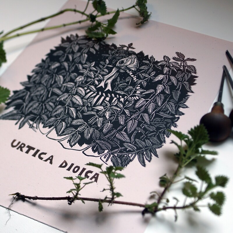 Urtica dioica / Nettle Urtica dioica / Nettle