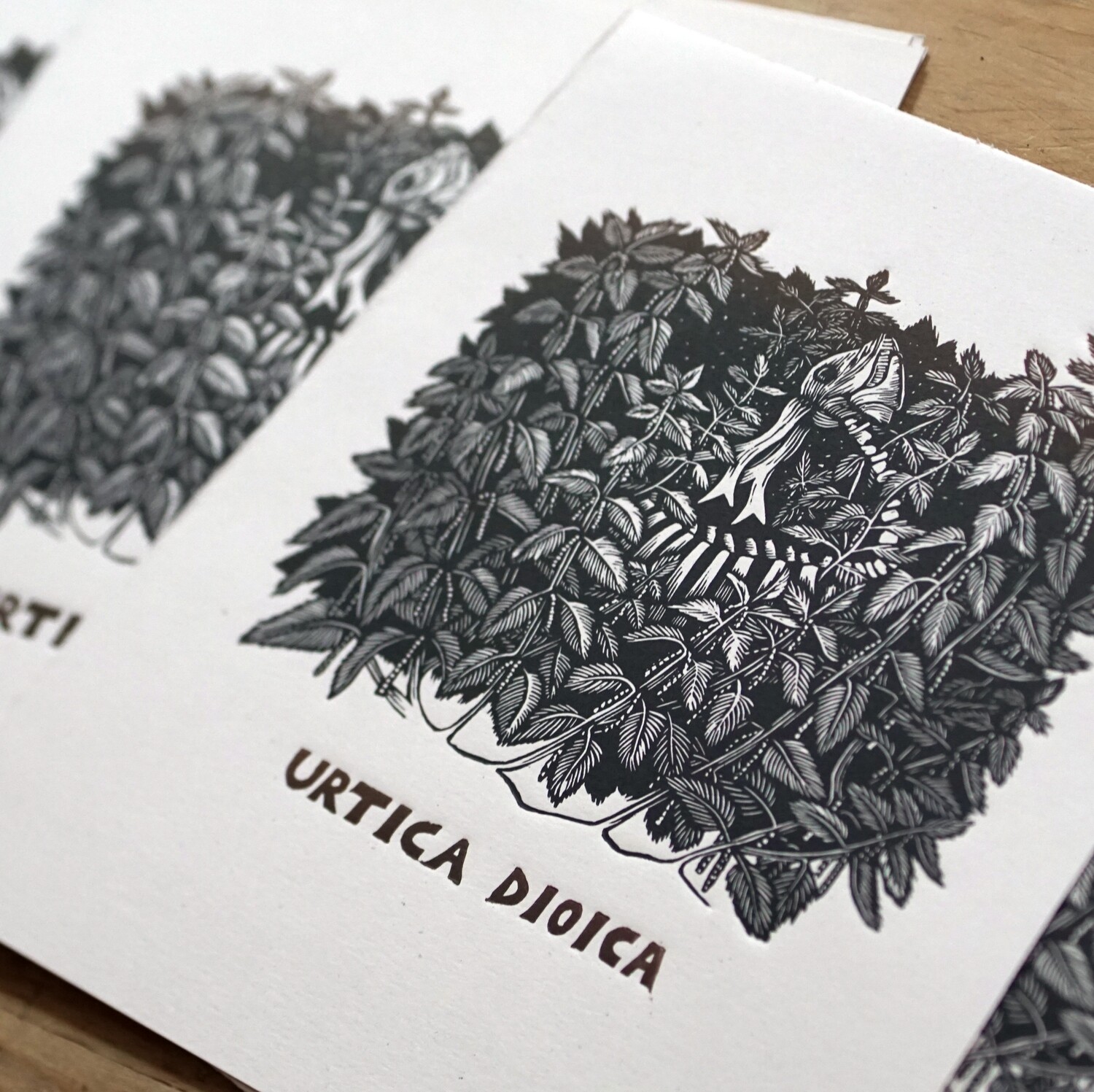 Urtica dioica / Nettle Urtica dioica / Nettle